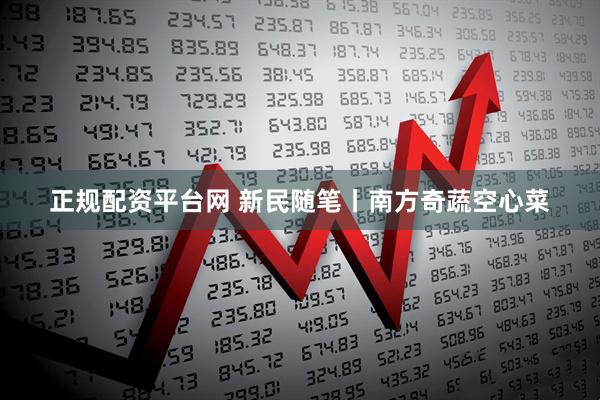 正规配资平台网 新民随笔丨南方奇蔬空心菜